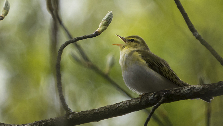 À la découverte des oiseaux forestiers